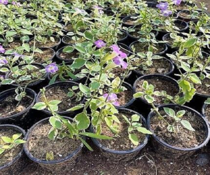 Asystasia Gangetica, Chinese Violet