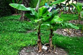 Banana Plant