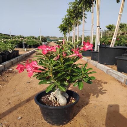 Bougainvillea Glabra