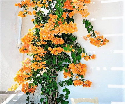 Bougainvillea Gold
