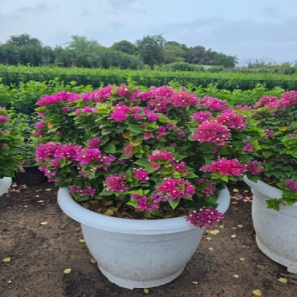 Bougainvillea Torch Glow