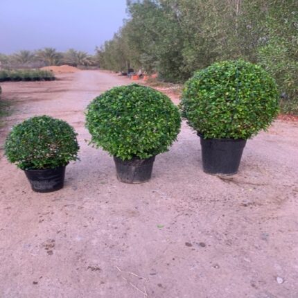 Boxwood