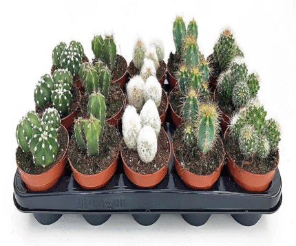 Cactus small 6 - 8 cm