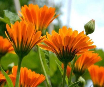 Calendula Officinalis, English Marigold