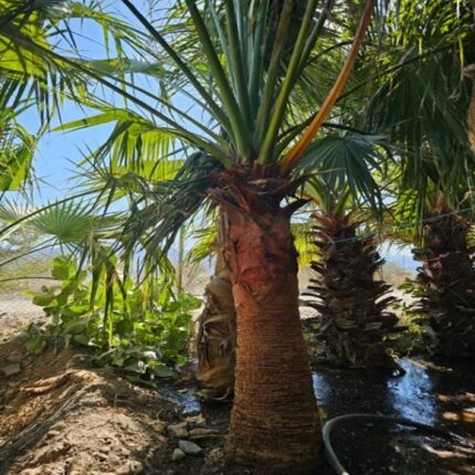 Date Palm