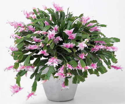 Christmas Cactus, Schlumbergera