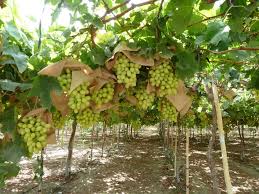 Grapevine