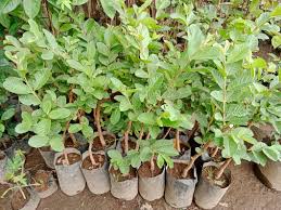 Guava Tree