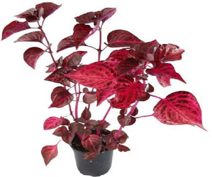 Iresine Iindenii, Bloodleaf Iresine lindenii (small)
