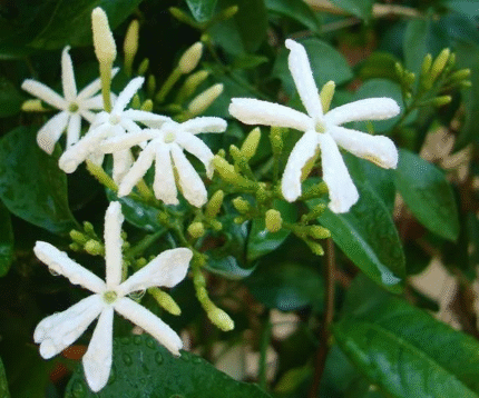 Jasminum Grandiflora, Grandiflorum, Jasmine Climber
