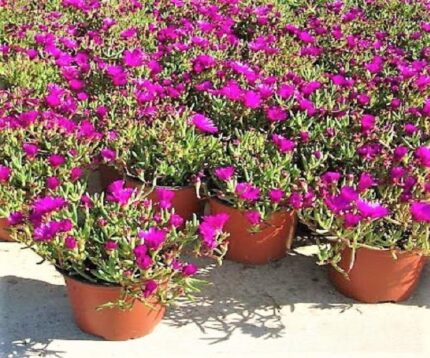 Lampranthus spectabilis, Copiosus (small)