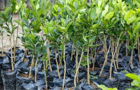 Lemon Tree
