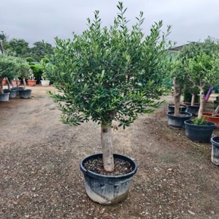 Olive Tree
