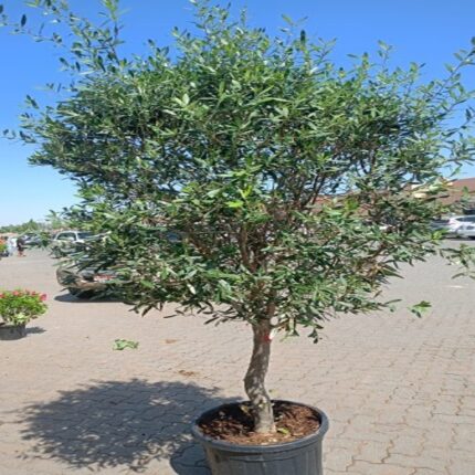 Olive Tree