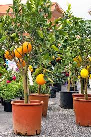 Orange Tree