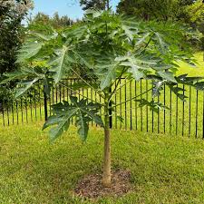 Papaya Tree