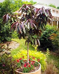 Peach Tree