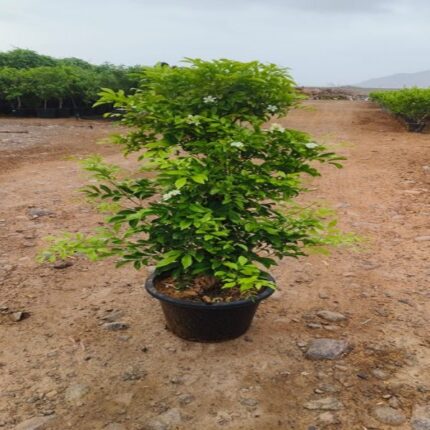 Thai Jasmine
