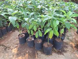 Avocado Tree