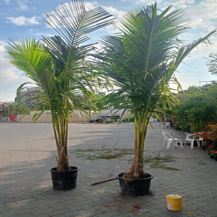 coconut tree
