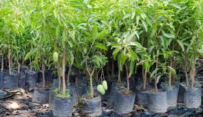 Mango Tree